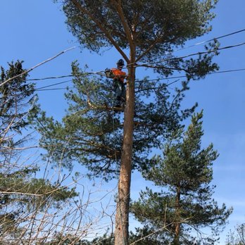 Schaal's Tree Service - Trim work near power lines. - Tree Services Near Me