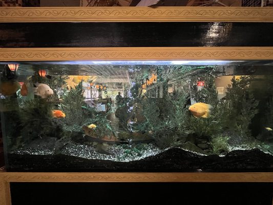 Mulan Asian Bistro - Young Ave by null
