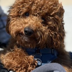 Furever Loving Pet Care