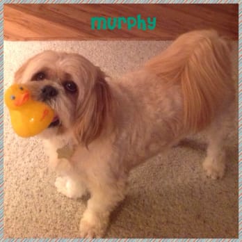 Angels Touch Mobile Grooming - Pet Groomers Near Me - Venice, Florida Angels Touch Mobile Grooming - Pet Groomers Near Me - Venice, Florida