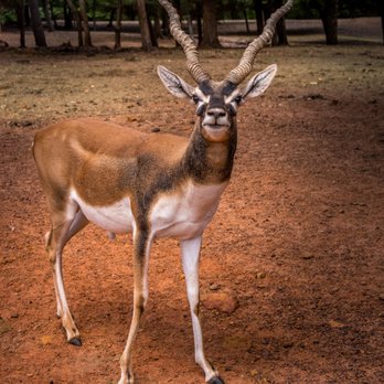 Cherokee Trace Drive Thru Safari - Parks Near Me - Jacksonville, Texas