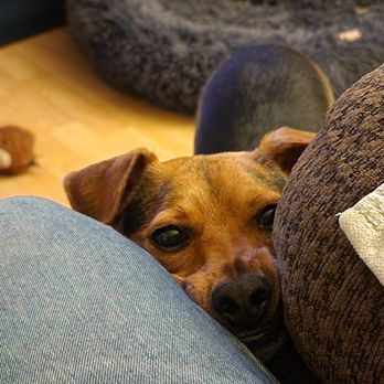 Balanced Obedience - Pet Training Near Me - Honolulu, Hawaii Balanced Obedience - Pet Training Near Me - Honolulu, Hawaii