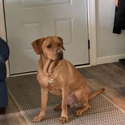 Tin Woof Inn - Duke!