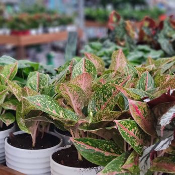 The Home Depot - Beautiful plants but severely over watered - Hardware Stores Near Me - Memphis, Tennessee The Home Depot - Beautiful plants but severely over watered - Hardware Stores Near Me - Memphis, Tennessee