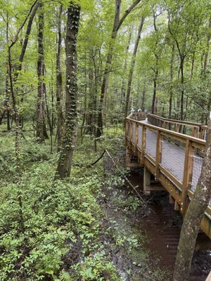 Congaree National Park by null Congaree National Park by null
