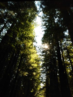 Navarro River Redwoods State Park by null