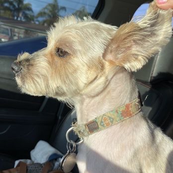 Tailwaggers - Pet Groomers Near Me - Fresno, California