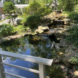 Lowe's Water Gardens - Koi pond
