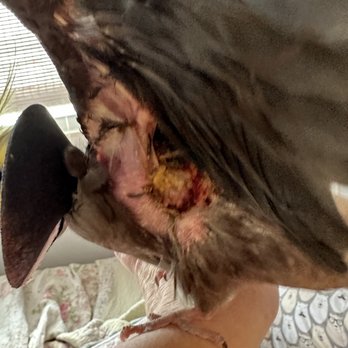 Ark Veterinary Hospital - Looks bad to me. It went down hill fast. He has had a cape on sice surgery that he was getting around. Now wearing an ecollar - Veterinarians Near Me - Utica, Michigan Ark Veterinary Hospital - Looks bad to me. It went down hill fast. He has had a cape on sice surgery that he was getting around. Now wearing an ecollar - Veterinarians Near Me - Utica, Michigan