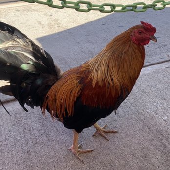 Kihei Caffe - Wild chicken - Hawaiian Near Me - Kihei, Hawaii