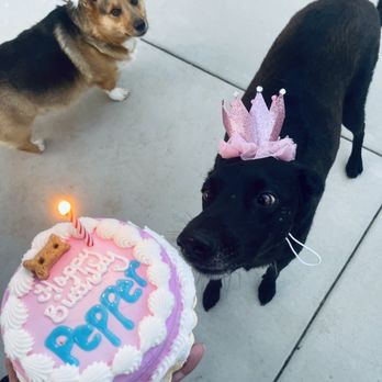 Dexter's Deli - The best birthday ever thanks to Dexter's Deli! - Pet Stores Near Me - San Diego, California Dexter's Deli - The best birthday ever thanks to Dexter's Deli! - Pet Stores Near Me - San Diego, California
