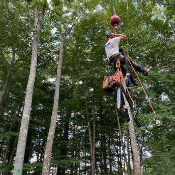Phil’s Tree Service Seacoast - Tree Services Near Me - Lee, New Hampshire