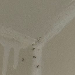 Bugs Bugs