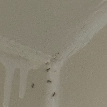 Hyatt Place Columbia/Harbison - Bugs - Hotels Near Me - Irmo, South Carolina Hyatt Place Columbia/Harbison - Bugs - Hotels Near Me - Irmo, South Carolina