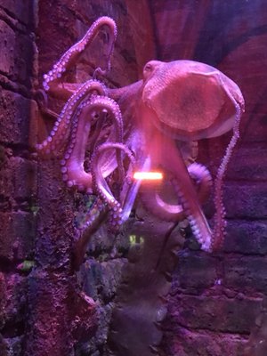 SEA LIFE Brighton by null