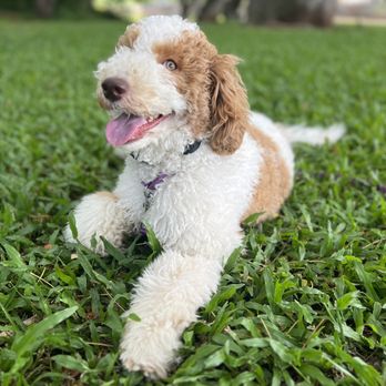 Island Dog Obedience - Pet Training Near Me - Honolulu, Hawaii Island Dog Obedience - Pet Training Near Me - Honolulu, Hawaii