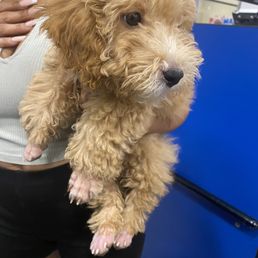 After PetSmart! After PetSmart!