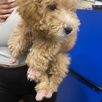PetSmart - After PetSmart! - Pet Groomers Near Me - Pasadena, Texas PetSmart - After PetSmart! - Pet Groomers Near Me - Pasadena, Texas