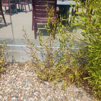 ABC Landscaping - the reflection of a restaurant's patio - Tree Services Near Me - Mesa, Arizona