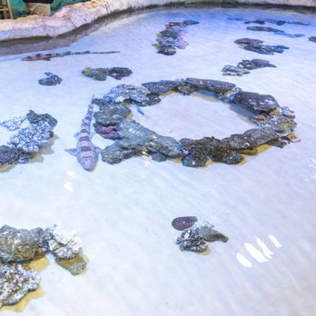 Adventure Aquarium - Aquariums Near Me - Camden, New Jersey Adventure Aquarium - Aquariums Near Me - Camden, New Jersey
