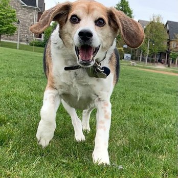 Barkingham Palace - Zorro - Pet Groomers Near Me - Toronto, Ontario