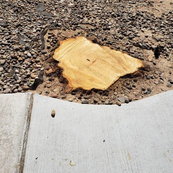 Monkey's Tree Services - They took that stump to the ground all the way. - Tree Services Near Me - Albuquerque, New Mexico
