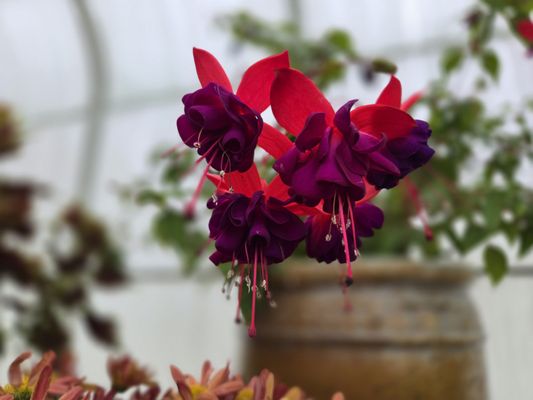 Volunteer Park Conservatory by null