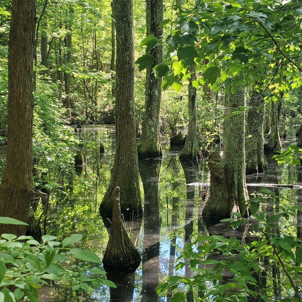 First Landing State Park - Parks Near Me - Virginia Beach, Virginia