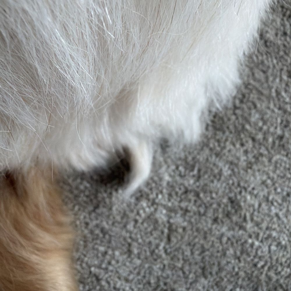 K9 Design Pet Grooming - Just random pieces of fur sticking out - Pet Groomers Near Me - Riverton, Utah K9 Design Pet Grooming - Just random pieces of fur sticking out - Pet Groomers Near Me - Riverton, Utah