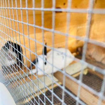 3 W's Farm Market - Rabbits - Farmers Market Near Me - Chesapeake, Virginia 3 W's Farm Market - Rabbits - Farmers Market Near Me - Chesapeake, Virginia