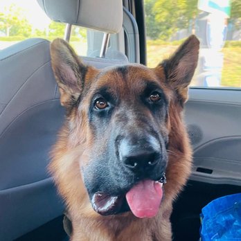 Veterinary Surgical Specialists - Veterinarians Near Me - Tustin, California Veterinary Surgical Specialists - Veterinarians Near Me - Tustin, California