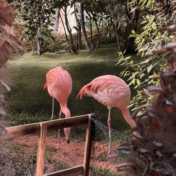 Flamingo Las Vegas - A Caesars Rewards Destination - Hotels Near Me - Las Vegas, Nevada Flamingo Las Vegas - A Caesars Rewards Destination - Hotels Near Me - Las Vegas, Nevada