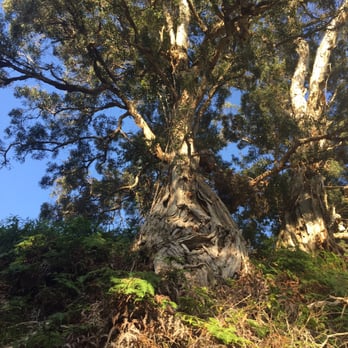 Aiea Loop Trail - Hiking Near Me - Aiea, Hawaii