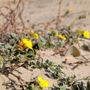 Photo of Monterey State Beach