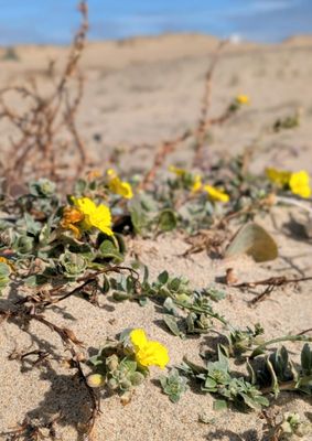 Monterey State Beach by null