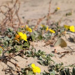 Monterey State Beach - Near the parking lot