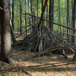 Prosser Pines Nature Preserve - Sticks at Prosser Pines.
