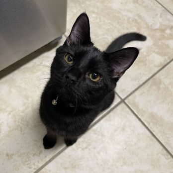 Meadowlawn Animal Services - My baby boy - Veterinarians Near Me - Myrtle Beach, South Carolina Meadowlawn Animal Services - My baby boy - Veterinarians Near Me - Myrtle Beach, South Carolina