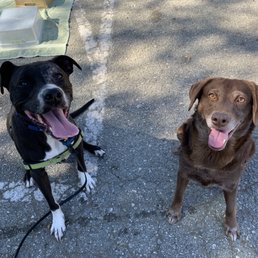 Rooney is on the right! Never imagined she'd be able to sit happily next to another dog Rooney is on the right! Never imagined she'd be able to sit happily next to another dog