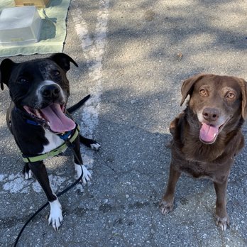 Janell's Happy Dogs - Rooney is on the right! Never imagined she'd be able to sit happily next to another dog - Dog Walkers Near Me Janell's Happy Dogs - Rooney is on the right! Never imagined she'd be able to sit happily next to another dog - Dog Walkers Near Me