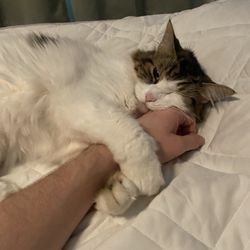 Rock Creek Tavern - The local cat didn't hug me enough.