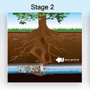 RWC Plumbing - Stages of root intrusions - Plumbing Near Me RWC Plumbing - Stages of root intrusions - Plumbing Near Me