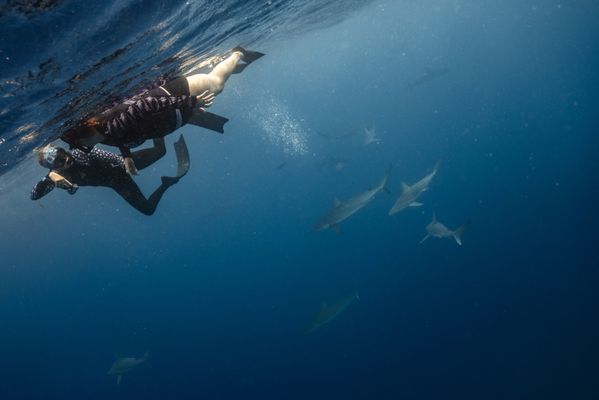 One Ocean Diving by null