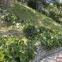 Lopez Landscaping