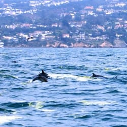 Xplore Offshore - See the baby dolphin?!