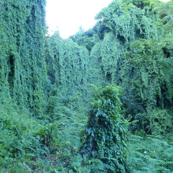 Makiki Valley Trail - Some part of the trails looks pretty cool !! - Hiking Near Me - Honolulu, Hawaii Makiki Valley Trail - Some part of the trails looks pretty cool !! - Hiking Near Me - Honolulu, Hawaii