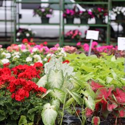 Northville Farmers' Market