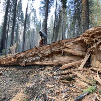 West Coast Tree Slayers - Tree Services Near Me