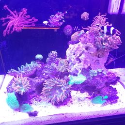 A saltwater aquarium displays a variety of corals, anemones, and marine creatures, including a clownfish, set against a dark background with blue lighting. The tank includes a large rock formation and multiple coral species with different shapes and colors, creating a vibrant underwater scene suitable for marine life enthusiasts.