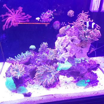 Norcal Corals - A saltwater aquarium displays a variety of corals, anemones, and marine creatures, including a clownfish, set against a dark background with blue lighting. The tank includes a large rock formation and multiple coral species with different shapes and colors, creating a vibrant underwater scene suitable for marine life enthusiasts. - Local Fish Stores Near Me - Redding, California